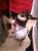 เยซอง (Ye Sung) ทักทายแฟนๆ ด้วยภาพของสุนัขของเขา