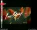 20081216News04_Front.jpg