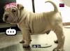 G-Dragon ทักทายแฟนๆ ด้วยภาพของ Gaho