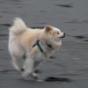 "วาซาโอะ" แห่งจังหวัดอคิตะ สุนัขขวัญใจชาวญี่ปุ่น